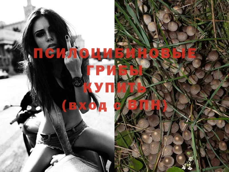 Псилоцибиновые грибы Psilocybe  Ряжск 